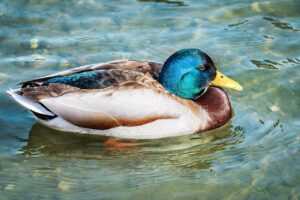 at what age can you buy a lighter