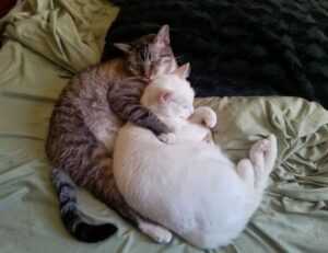 can i stream greensurvive2004 game on pc