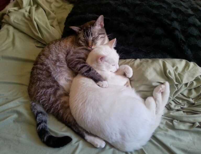 can i stream greensurvive2004 game on pc