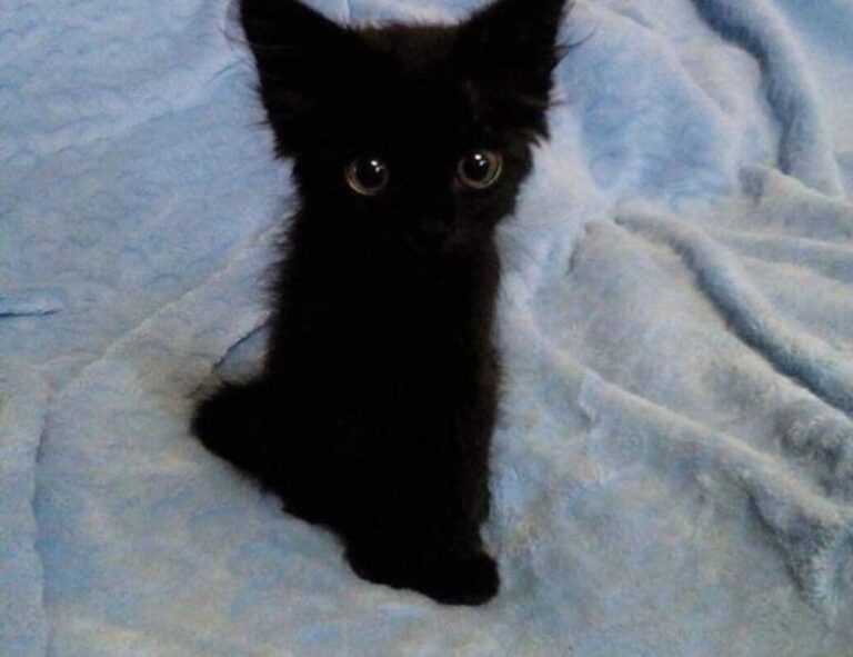 can i take food kayudapu on a plane