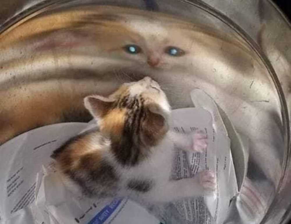 dibujos de flores a lapiz tumblr