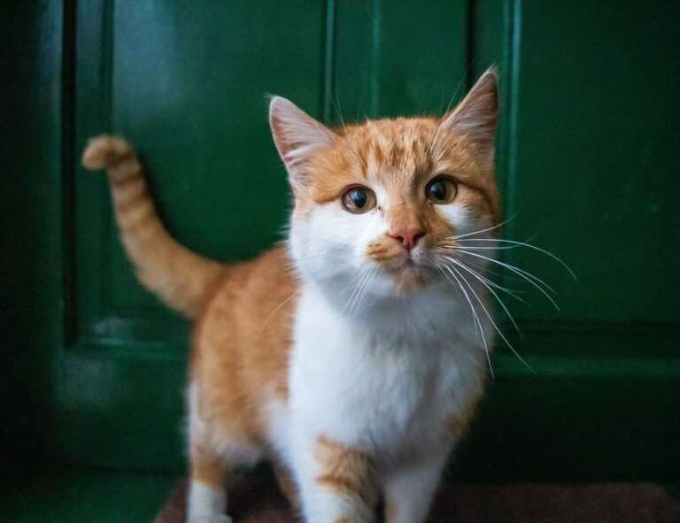 glucose de milho continente