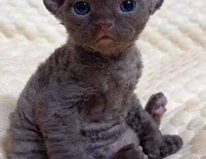 https //create.roblox.com/dashboard/creations passes