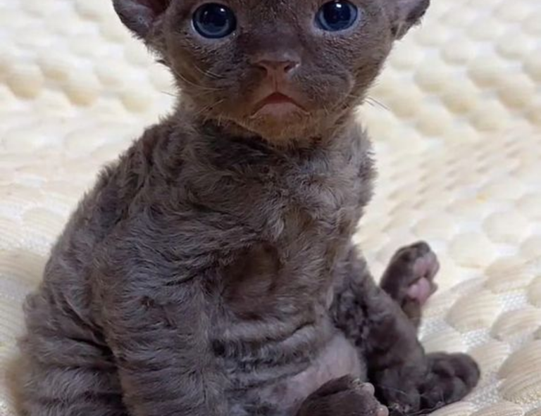 https //create.roblox.com/dashboard/creations passes