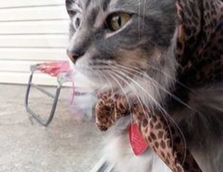 leo movie download isaimini