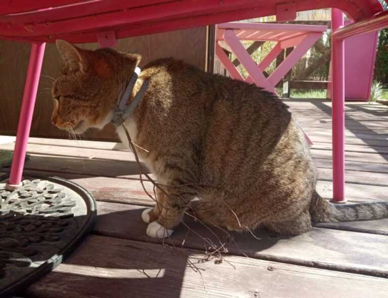 mia bailey leaked onlyfans