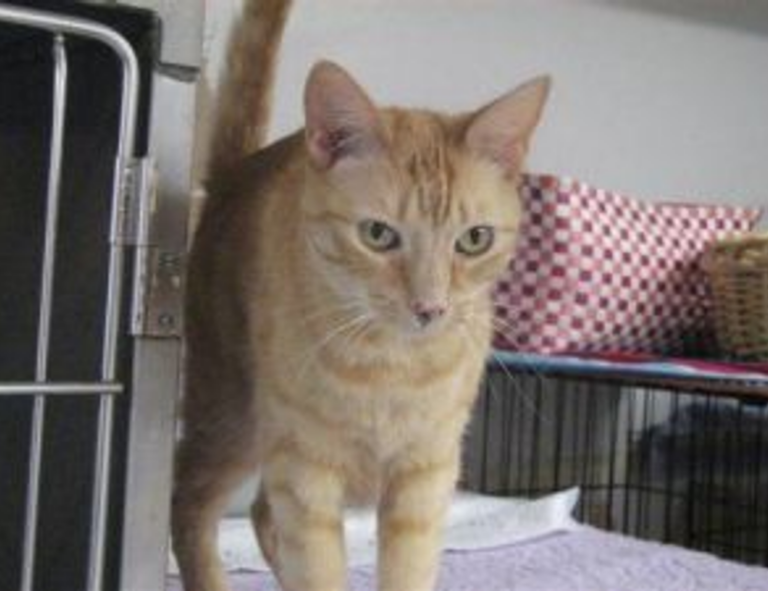 pipi kanan bergerak dalam islam