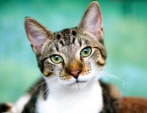 playstation princess of leaks