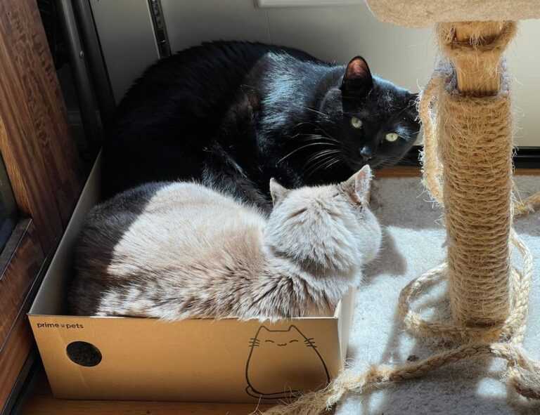 sons of the forest eneba