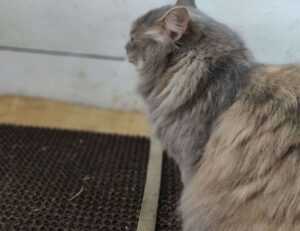 sophie stonehouse onlyfans