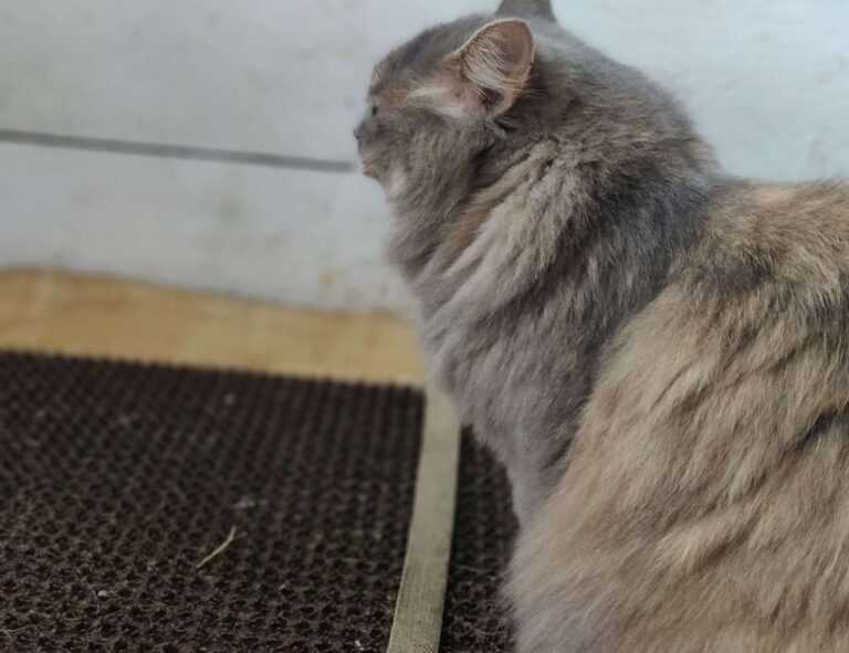 sophie stonehouse onlyfans