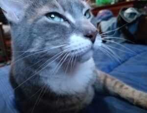 tatuajes de calas significado