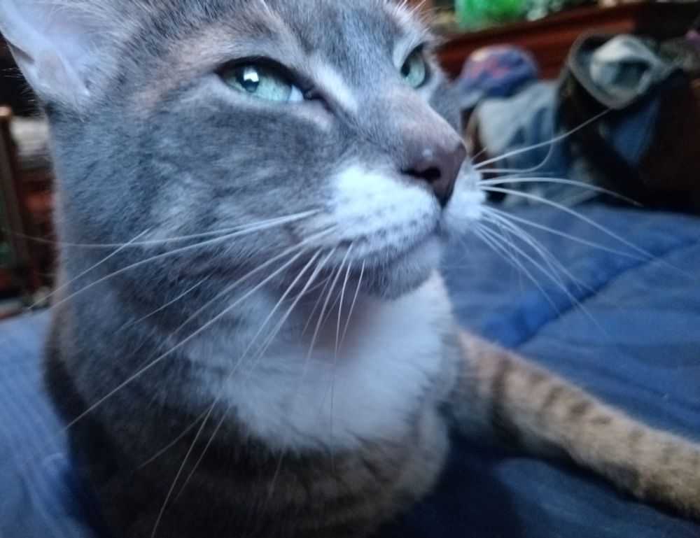 tatuajes de calas significado