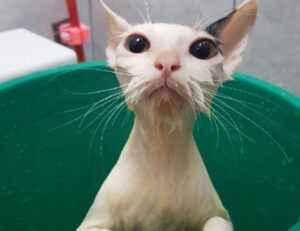 zoolo tv cindy lopez