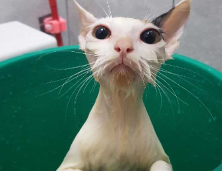 zoolo tv cindy lopez